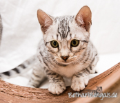 Silber rosetted Bengal